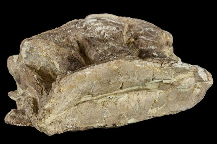Cretaceous Fossil Fish (Xiphactinus) Vertebra - Kansas #113018